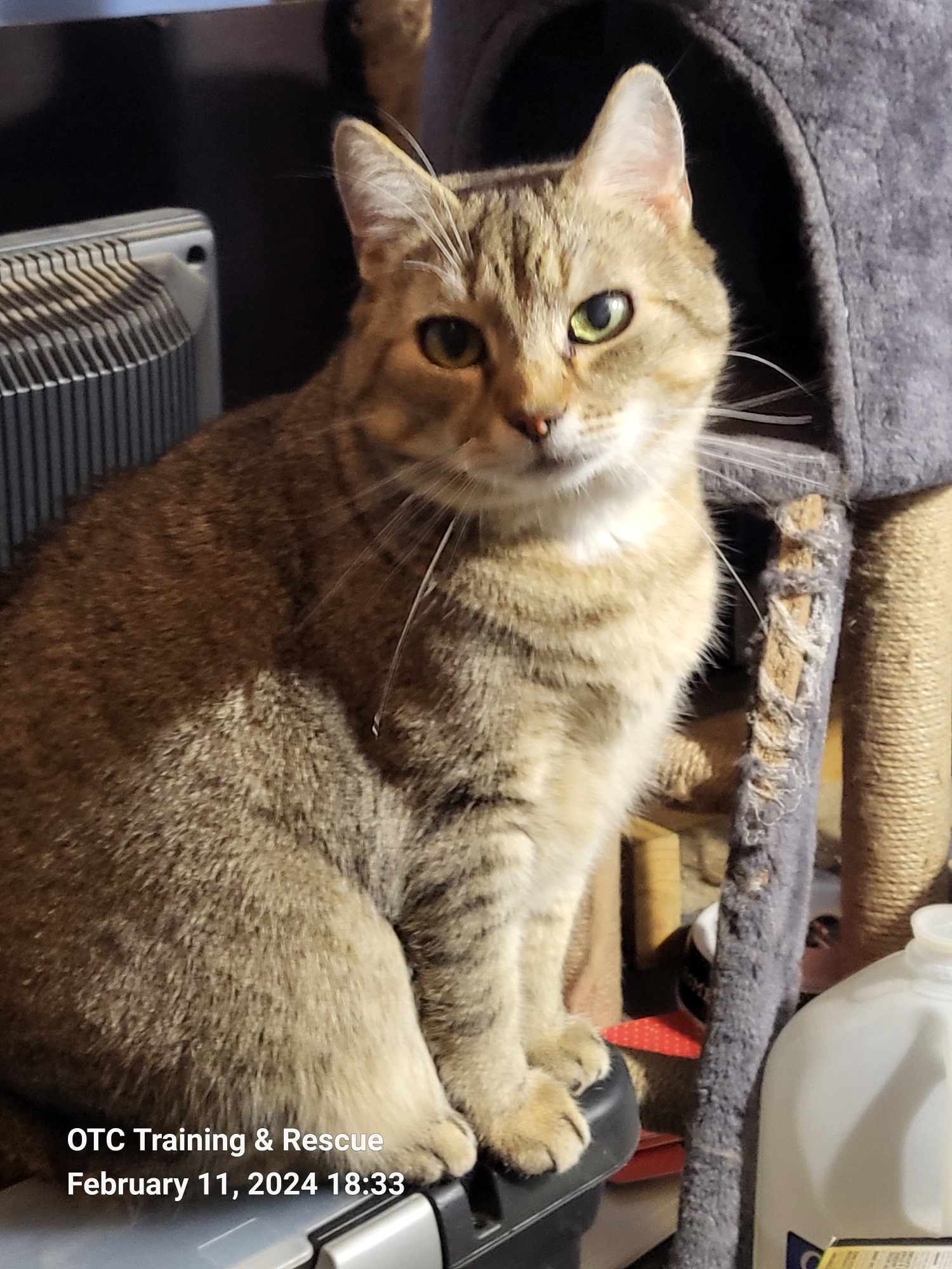 Gypsy, an adoptable Abyssinian in Toney, AL, 35773 | Photo Image 3