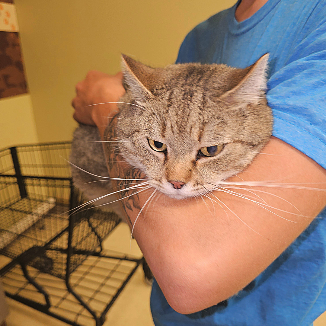 Gypsy, an adoptable Abyssinian in Toney, AL, 35773 | Photo Image 4