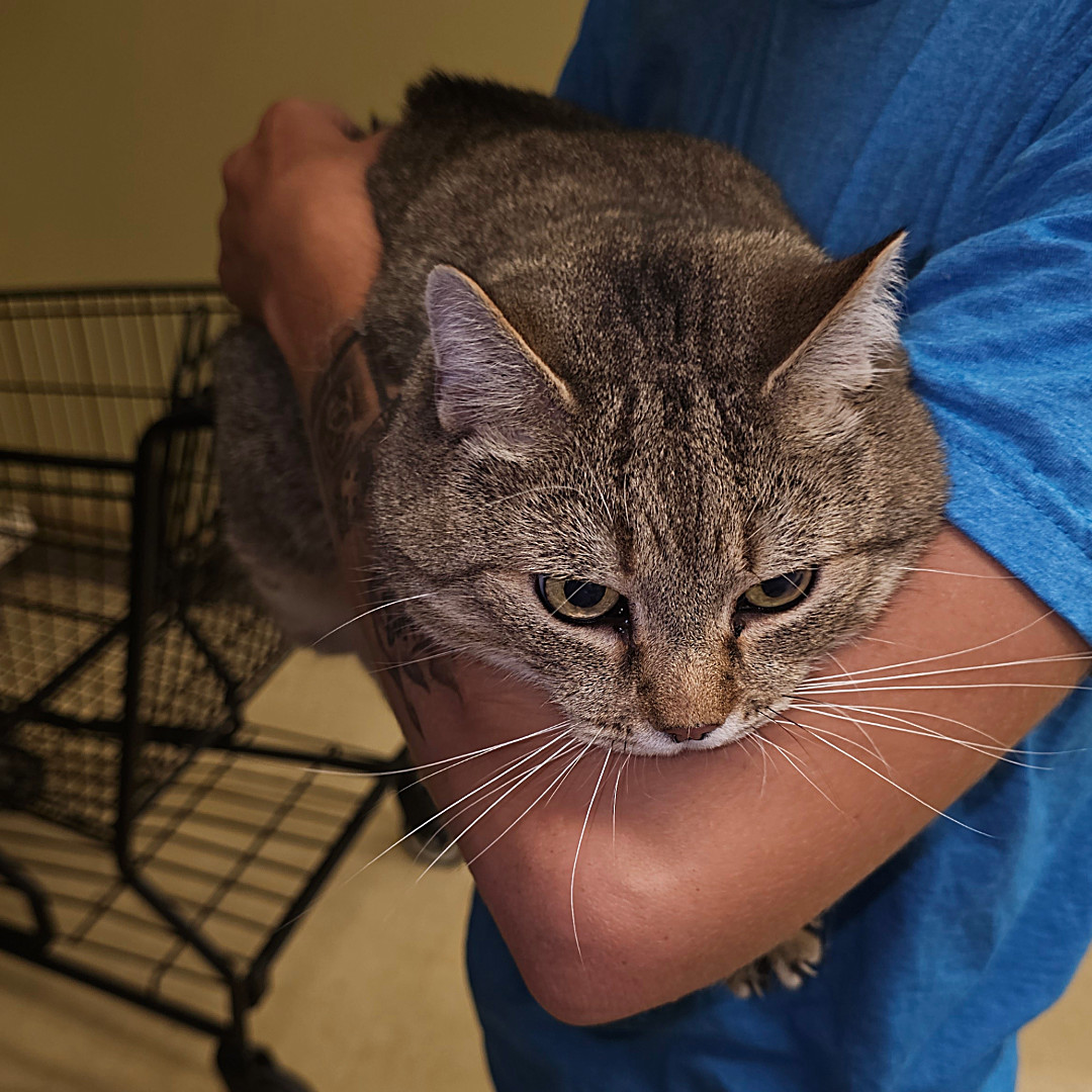 Gypsy, an adoptable Abyssinian in Toney, AL, 35773 | Photo Image 5