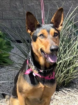 Jewelee, Adult Female Mixed Breed