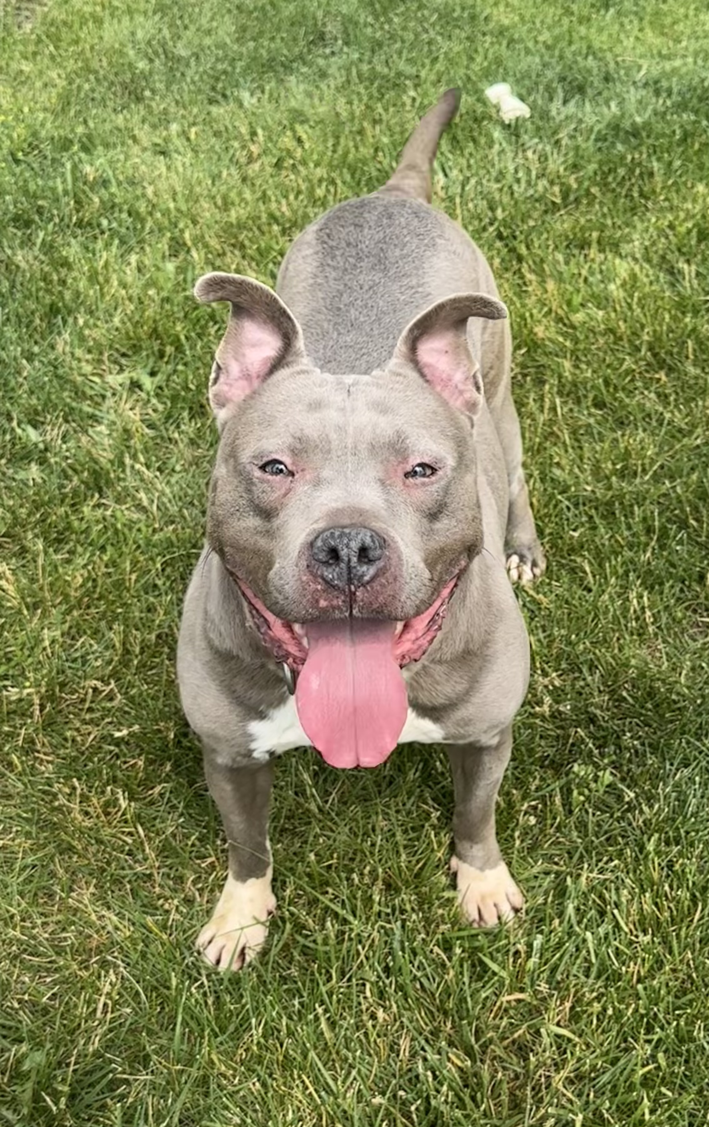 Wanda, an adoptable Pit Bull Terrier in Grand Rapids, MI, 49505 | Photo Image 1
