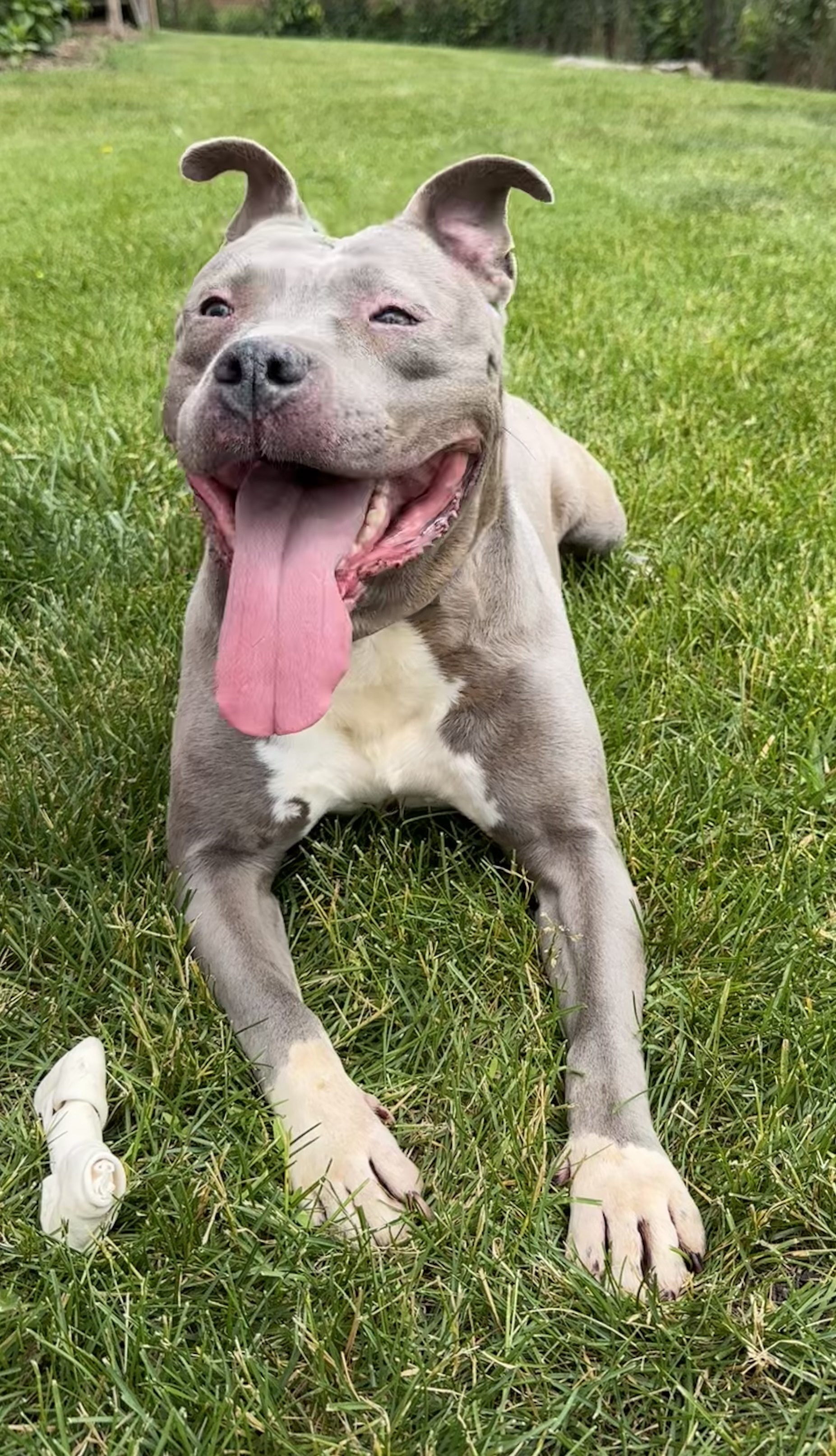 Wanda, an adoptable Pit Bull Terrier in Grand Rapids, MI, 49505 | Photo Image 2