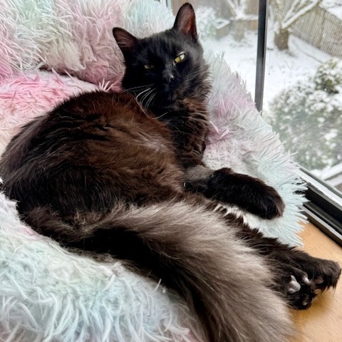 Samson