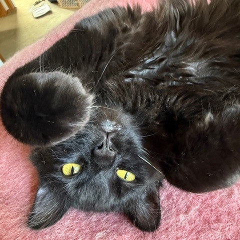 Samson
