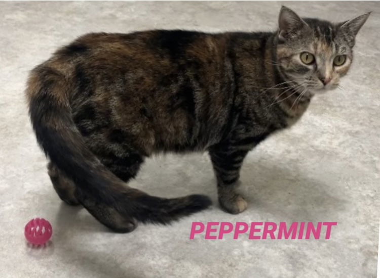 Peppermint - Diluted calico in foster care, an adoptable Domestic Short Hair in Mitchell, SD, 57301 | Photo Image 1