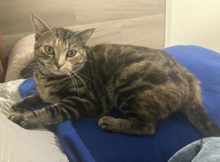 Peppermint - Diluted calico in foster care, an adoptable Domestic Short Hair in Mitchell, SD, 57301 | Photo Image 2