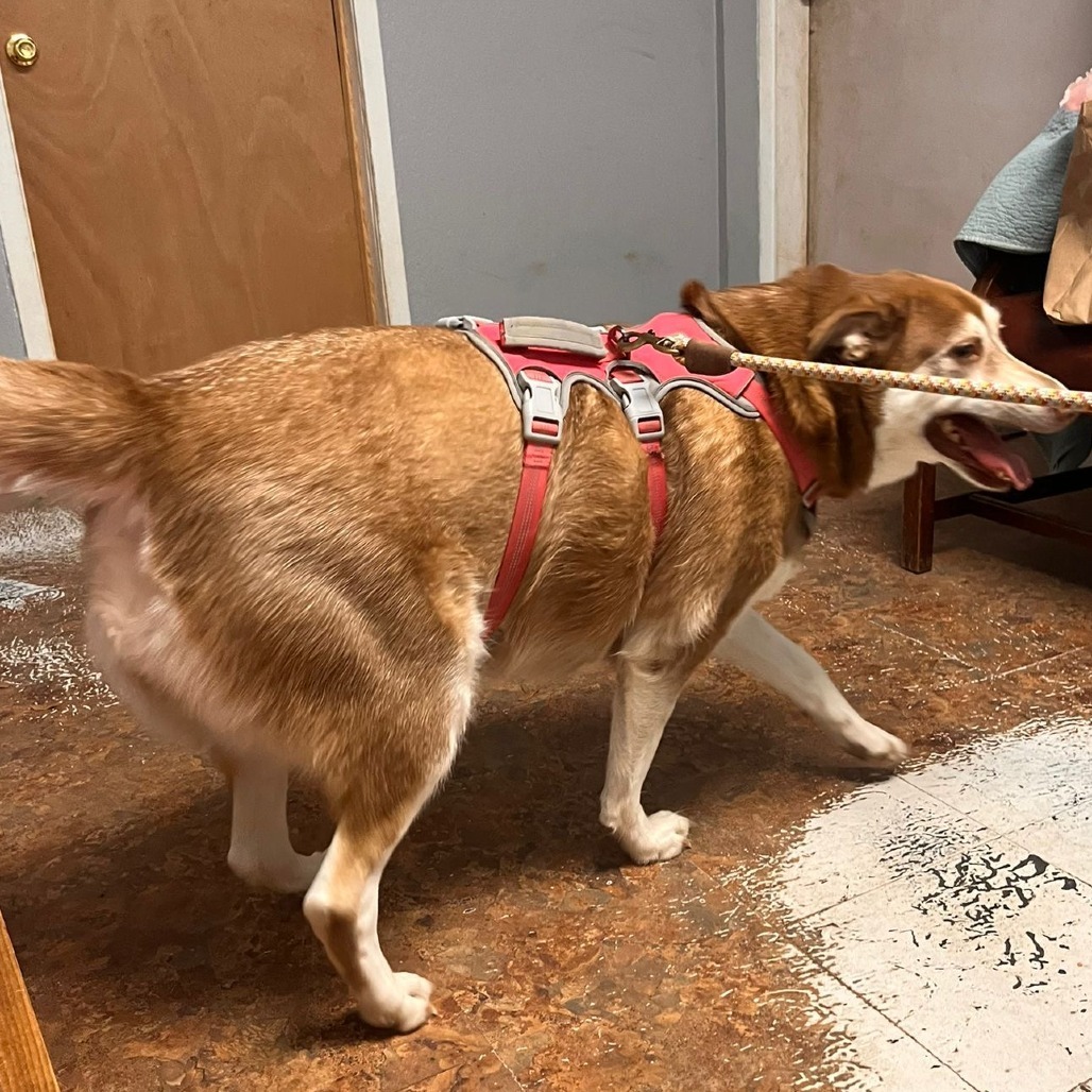 Grace aka Kiesha, an adoptable Husky in Wadena, MN, 56482 | Photo Image 4