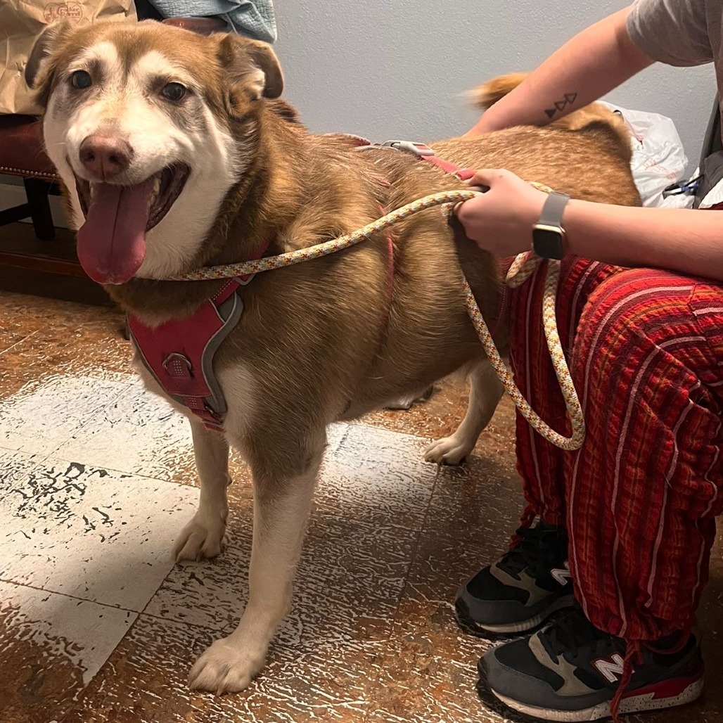 Grace aka Kiesha, an adoptable Husky in Wadena, MN, 56482 | Photo Image 5