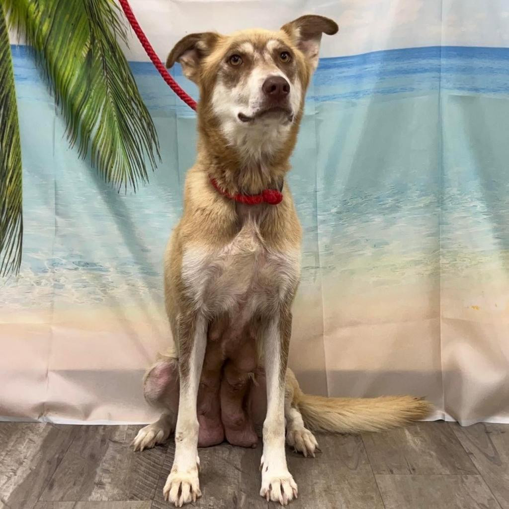 Grace aka Kiesha, an adoptable Husky in Wadena, MN, 56482 | Photo Image 6