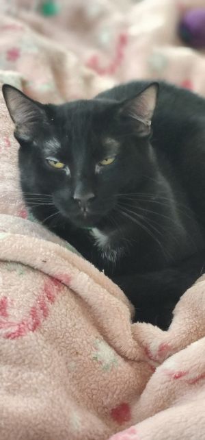 Luna, Young Female unknown