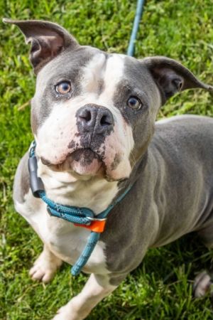 Marlene is a dream Shes also a chunky 62 lb gray and white cutie about 4 years old Volunteers m