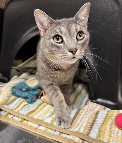 Miguel (at Petsmart)