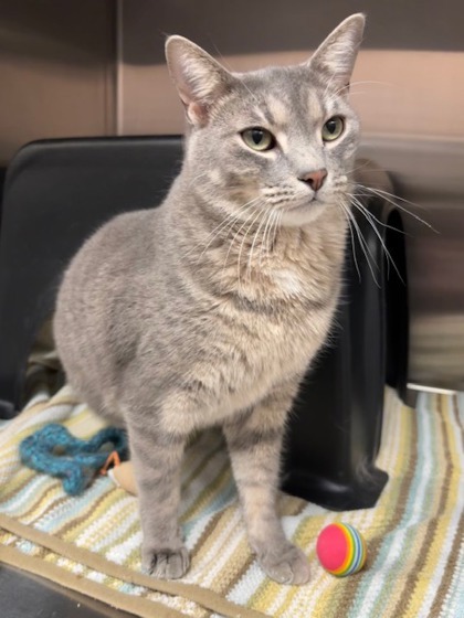 Miguel (at Petsmart)