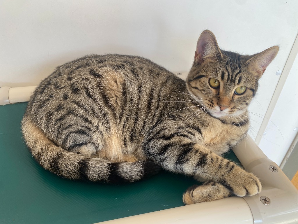 Daiquiri, an adoptable Domestic Long Hair in Grand Junction, CO, 81505 | Photo Image 1