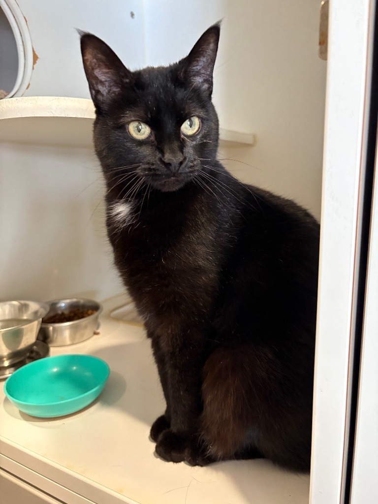 Senior Girl Marley, an adoptable Domestic Short Hair in Ashland, WI, 54806 | Photo Image 1