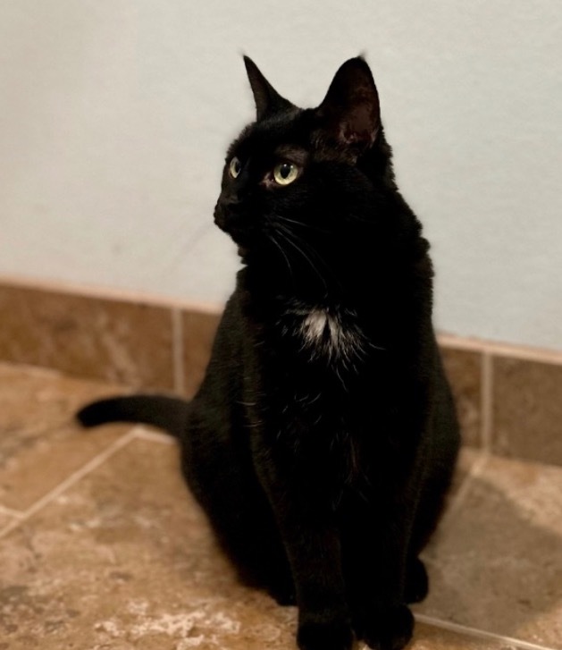 Senior Girl Marley, an adoptable Domestic Short Hair in Ashland, WI, 54806 | Photo Image 1