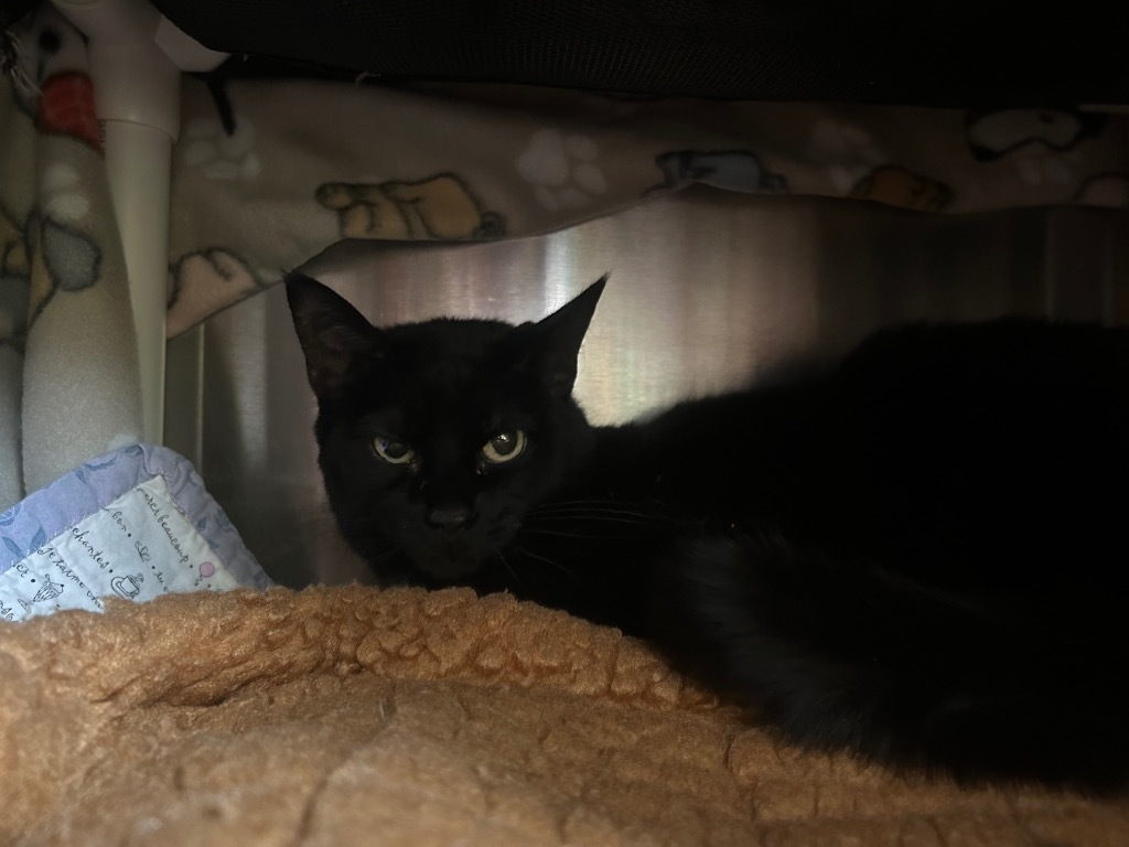 Senior Girl Marley, an adoptable Domestic Short Hair in Ashland, WI, 54806 | Photo Image 2