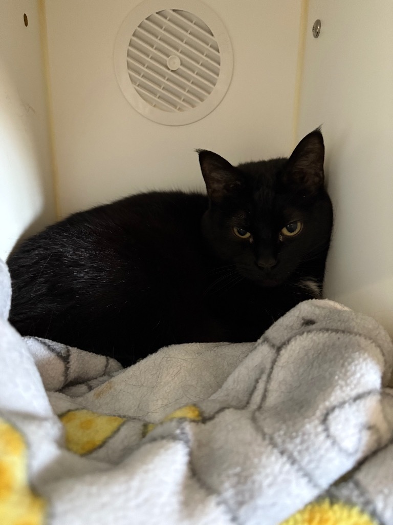 Senior Girl Marley, an adoptable Domestic Short Hair in Ashland, WI, 54806 | Photo Image 3