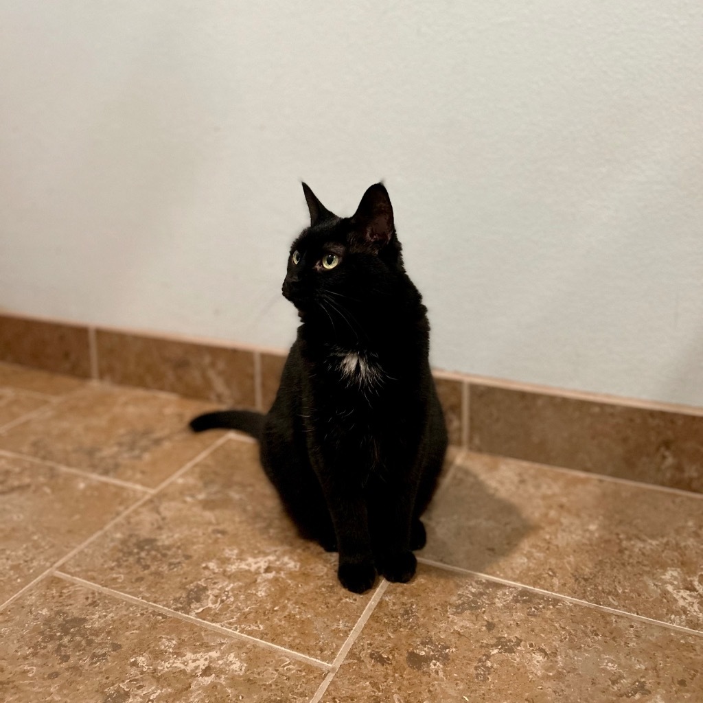 Senior Girl Marley, an adoptable Domestic Short Hair in Ashland, WI, 54806 | Photo Image 5