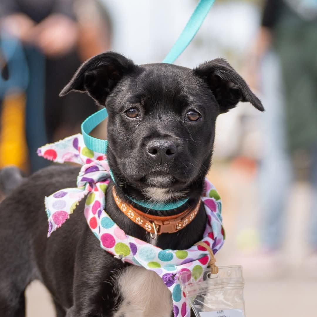 Candle Pup - Beeswax - Adopted!