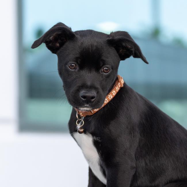 Candle Pup - Beeswax - Adopted!