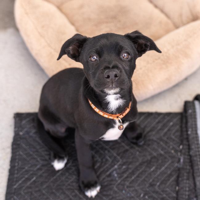 Candle Pup - Beeswax - Adopted!