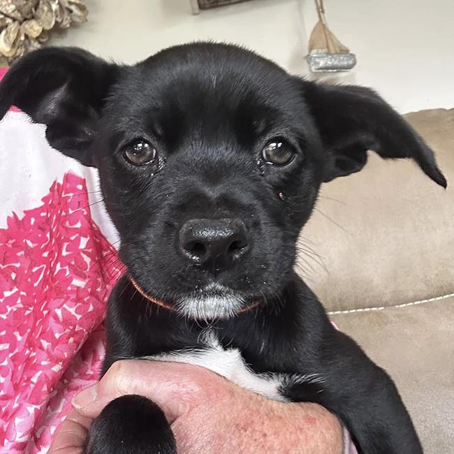Candle Pup - Beeswax - Adopted!