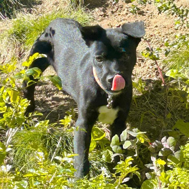 Candle Pup - Beeswax - Adopted!