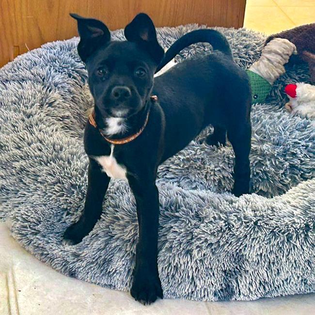 Candle Pup - Beeswax - Adopted!