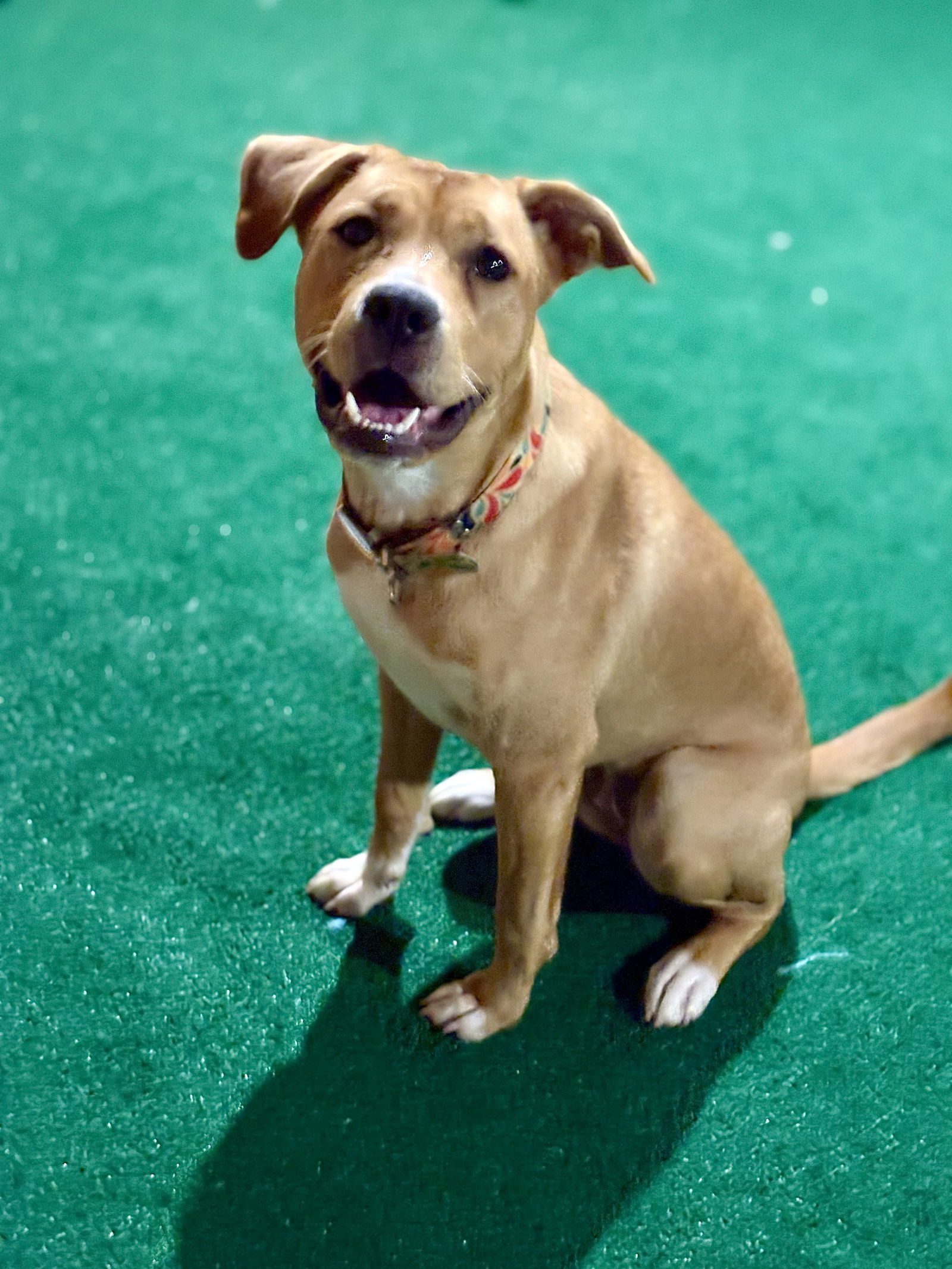 Lucy (formerly Kira)