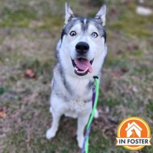 Frost, Adult Male Siberian Husky