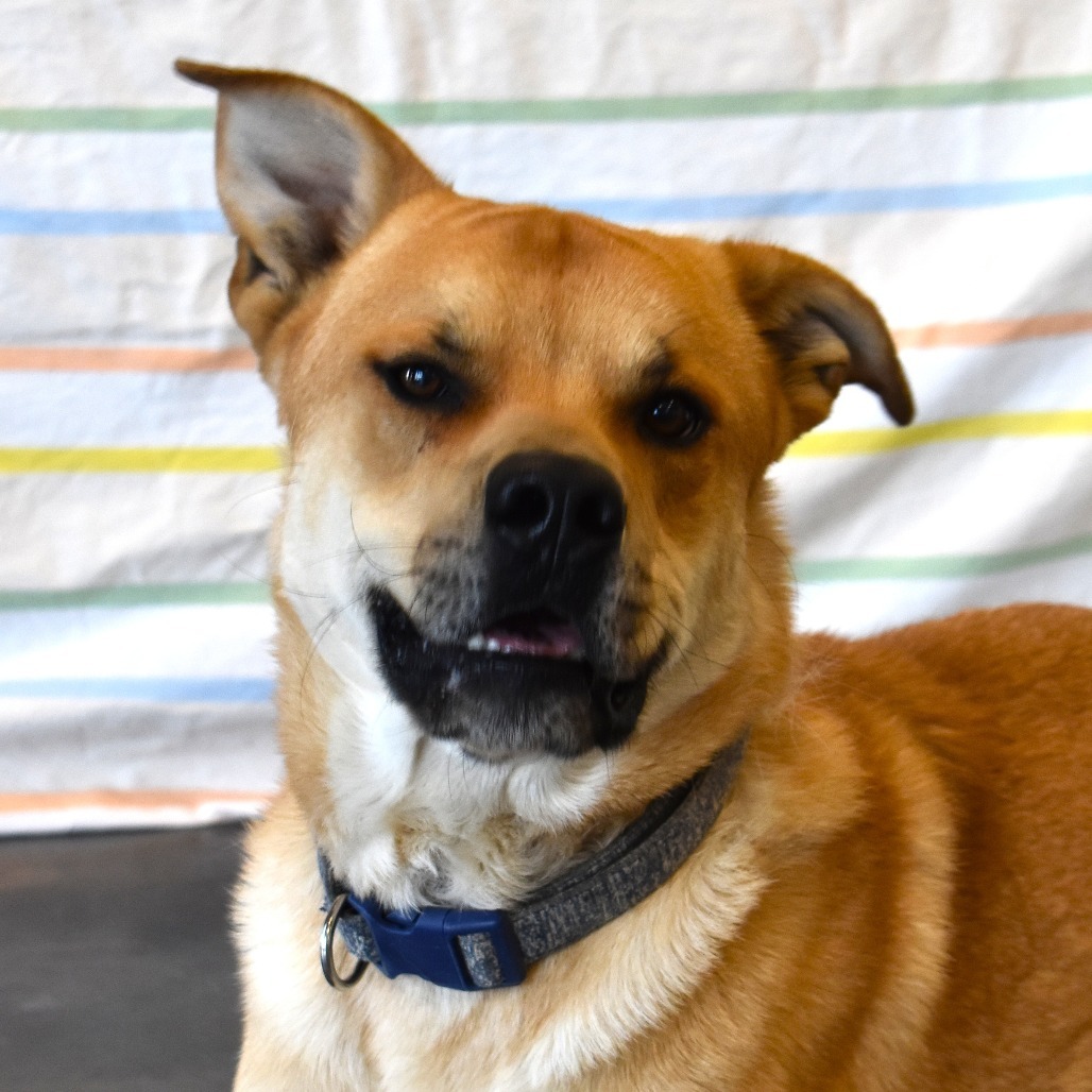 Charlie (Tonka), an adoptable Yellow Labrador Retriever, Pit Bull Terrier in Rifle, CO, 81650 | Photo Image 1