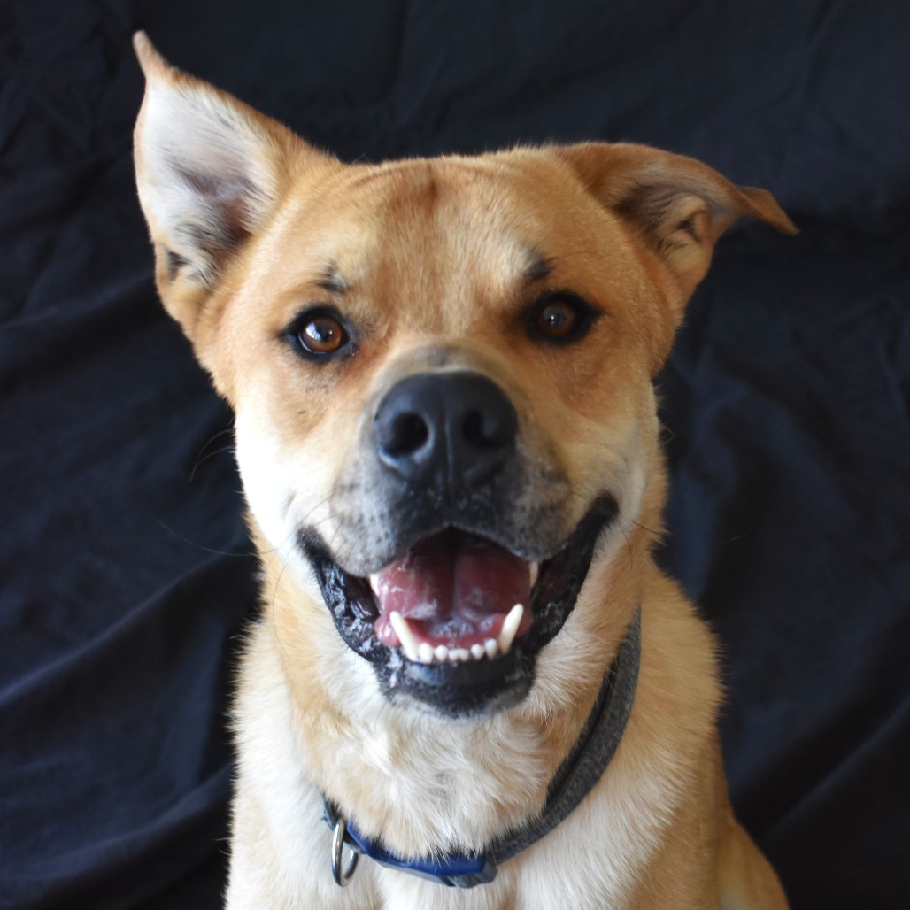 Charlie (Tonka), an adoptable Yellow Labrador Retriever in Rifle, CO, 81650 | Photo Image 1