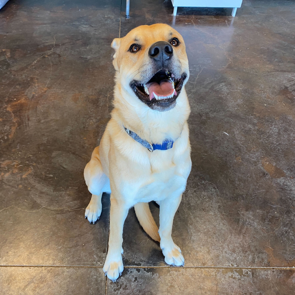 Charlie (Tonka), an adoptable Yellow Labrador Retriever, Pit Bull Terrier in Rifle, CO, 81650 | Photo Image 2