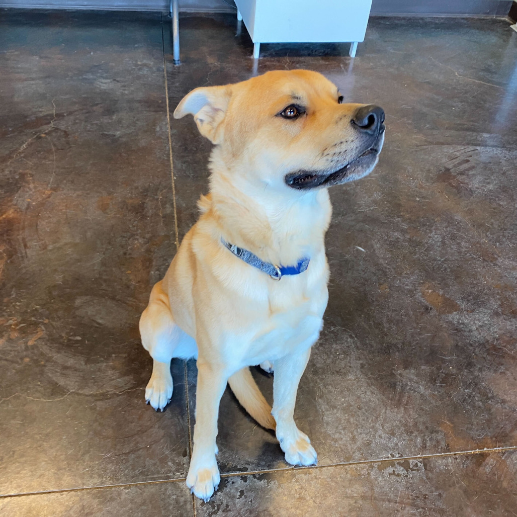 Charlie (Tonka), an adoptable Yellow Labrador Retriever, Pit Bull Terrier in Rifle, CO, 81650 | Photo Image 3