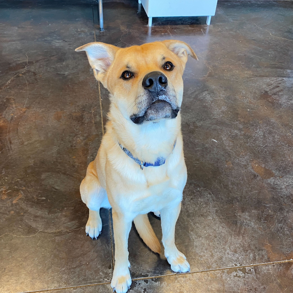 Charlie (Tonka), an adoptable Yellow Labrador Retriever, Pit Bull Terrier in Rifle, CO, 81650 | Photo Image 4