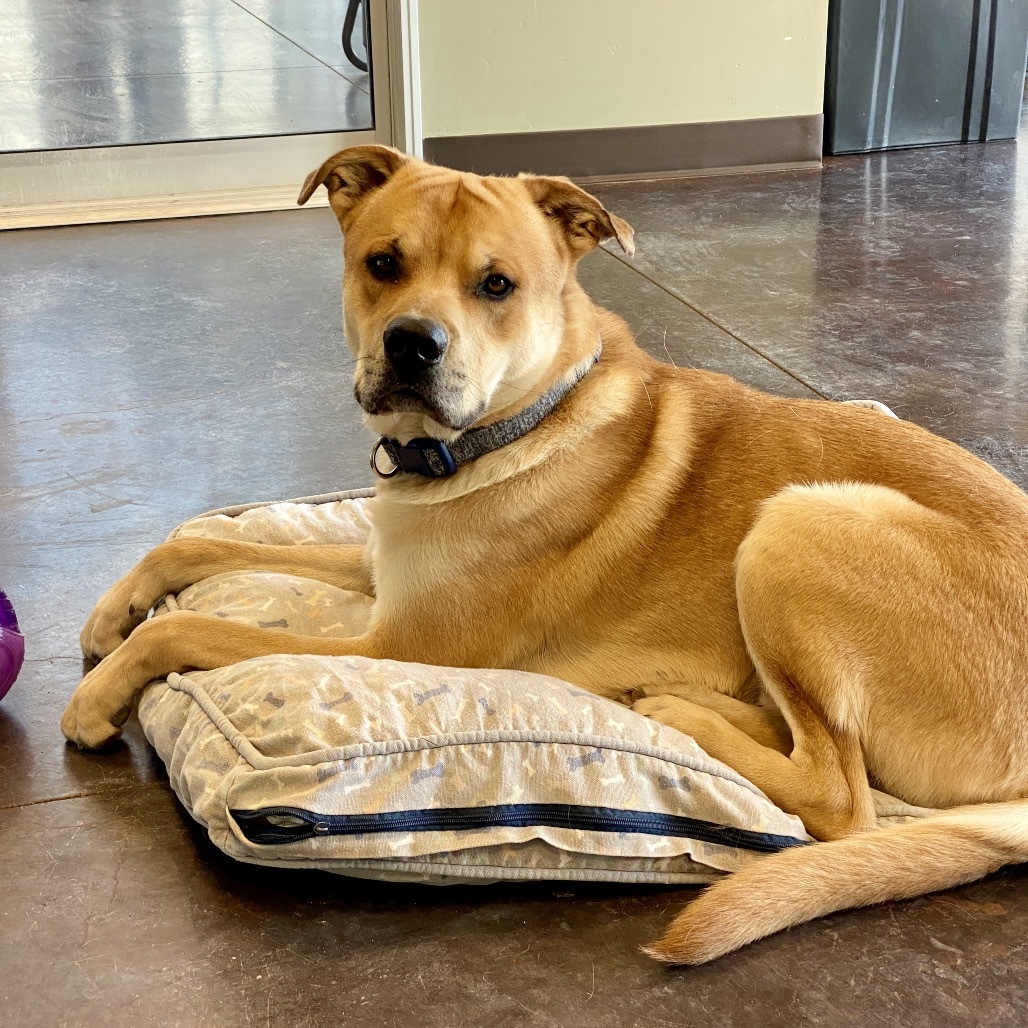 Charlie (Tonka), an adoptable Yellow Labrador Retriever, Pit Bull Terrier in Rifle, CO, 81650 | Photo Image 5