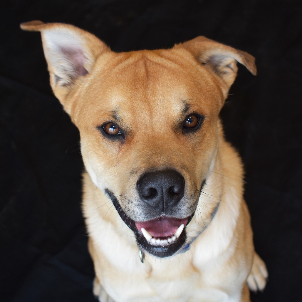 Charlie (Tonka), an adoptable Yellow Labrador Retriever, Pit Bull Terrier in Rifle, CO, 81650 | Photo Image 6