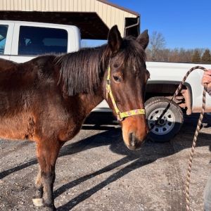 Maple Stirrup, Senior Female Quarterhorse