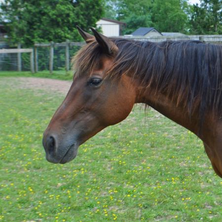Horse