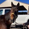 Maple Stirrup photo 2