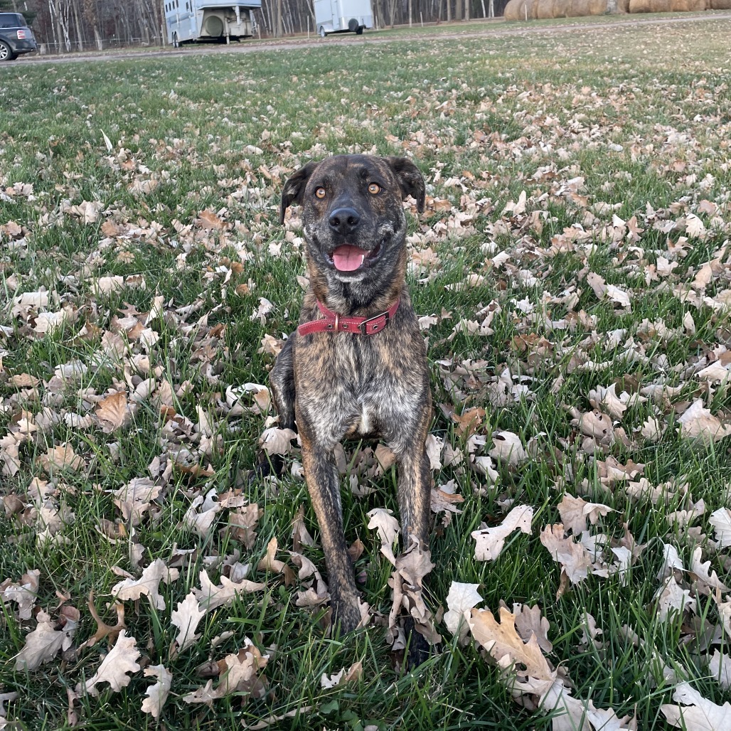 Frankie(fka Chewy)