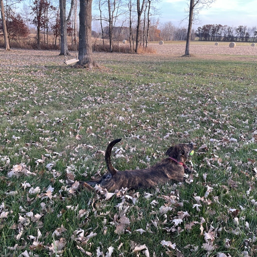 Frankie(fka Chewy)
