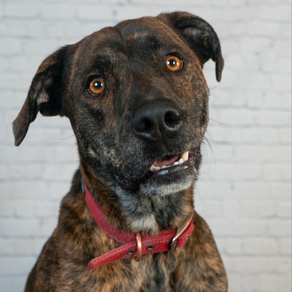 Frankie(fka Chewy), an adoptable Black Labrador Retriever, American Staffordshire Terrier in Brainerd, MN, 56401 | Photo Image 5