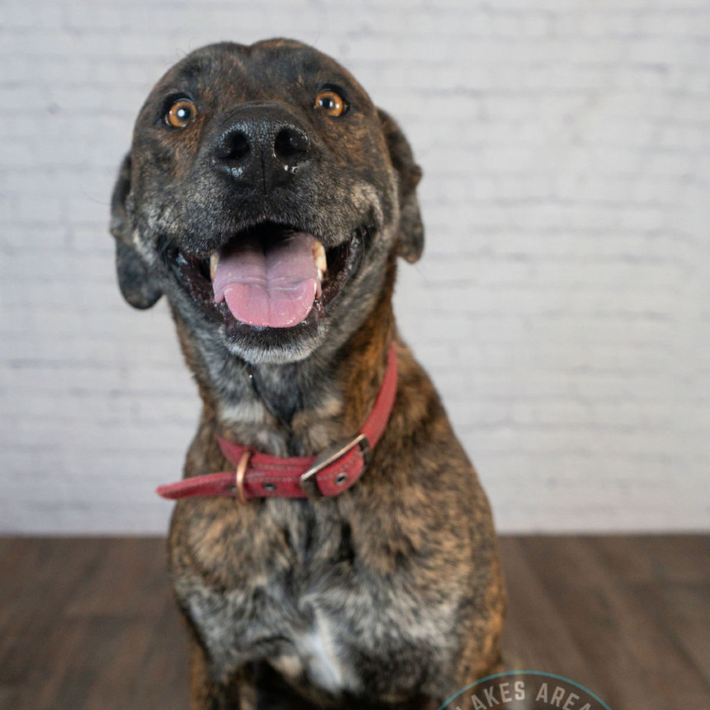 Frankie(fka Chewy), an adoptable Black Labrador Retriever, American Staffordshire Terrier in Brainerd, MN, 56401 | Photo Image 6