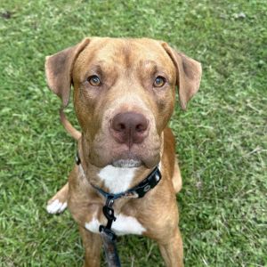 Winston Pit Bull Terrier Dog