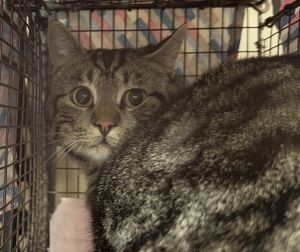 Primary Color Brown Tabby Weight 11125lbs Animal has been Neutered