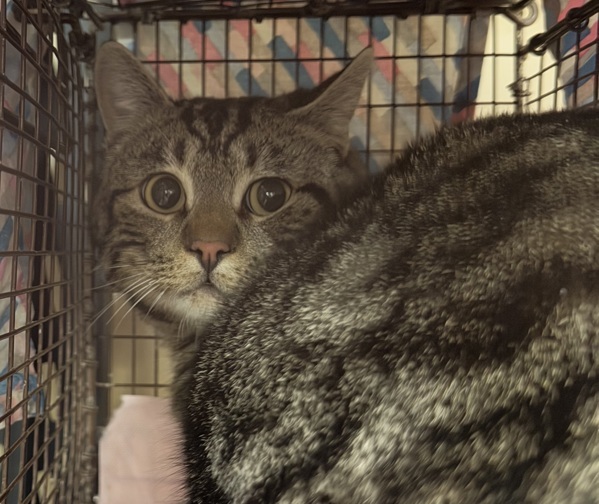 Whopper, an adoptable Domestic Short Hair in Spokane Valley, WA, 99212 | Photo Image 1