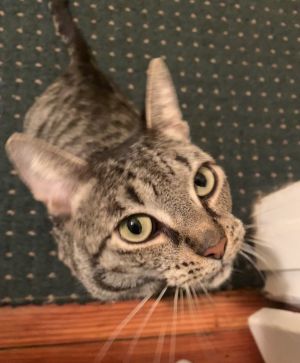 Mini + Molly, Young Female Domestic Short Hair