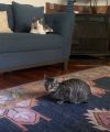 Mini + Molly photo 6